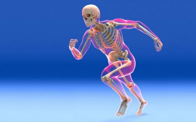 Rebuild Your Body 2016 – Skeletal System